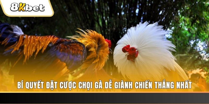 bet365 es xo so