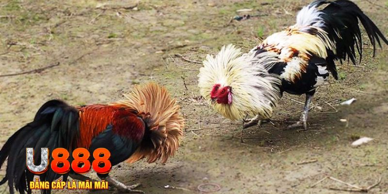 bet365 es game nổ hũ là gì